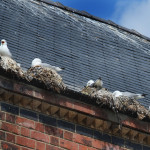 Gulls Nesting In Guttering