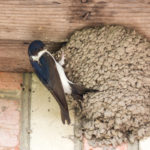 Proofing measures can prevent nesting swifts and house martins